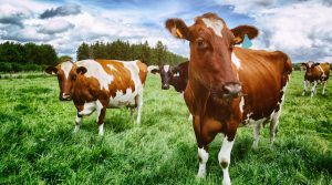 Cows grazing in field