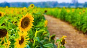 Sunflower field in bloom