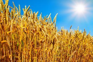 Wheat field against blue sky with sun