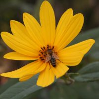 Flower and Bee