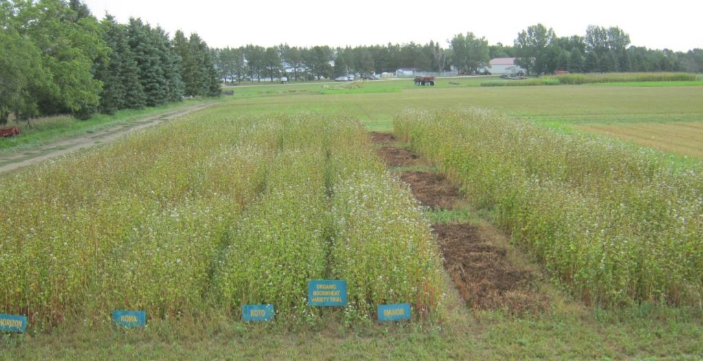 Organic evaluation and increase of a determinate buckwheat variety